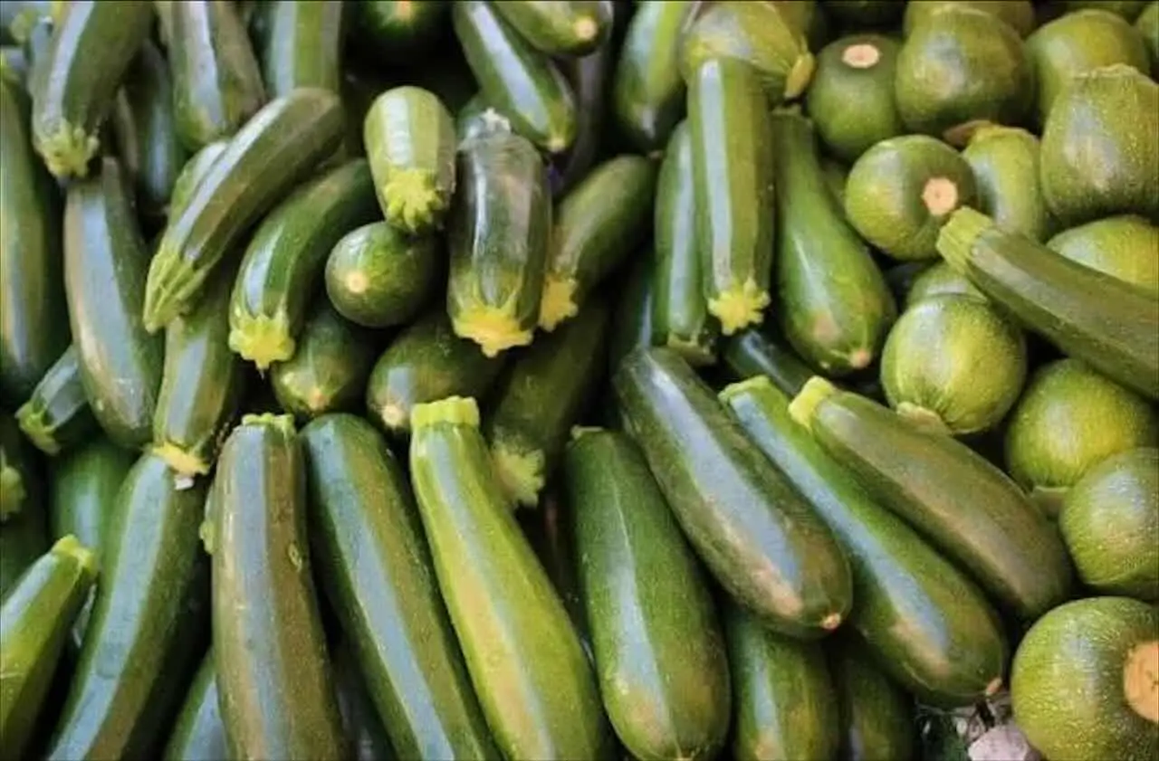 Zucchine stentate o malate? Ecco il trattamento indispensabile per un raccolto abbondante