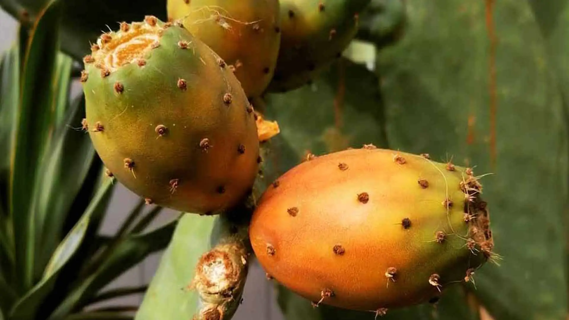 Pensi che il fico d’india non resista al gelo? Ecco le varietà che sopravvivono anche sotto zero